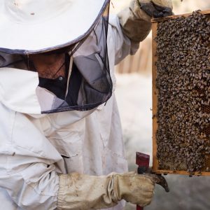 חלת ולד עם דבורים במרכז המבקרים הכוורת בבית חורון חוויה לכל המשפחה