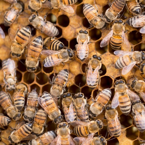 דבורים בכוורת